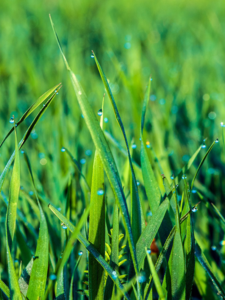 green grass with water droplets home inspectors jacksonville fl