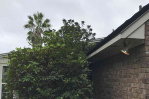 tree contacting the roof during a home inspection jacksonville, fl