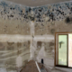 black mold on walls inside house home inspectors jacksonville fl
